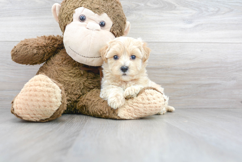 Maltipoo Pup Being Cute