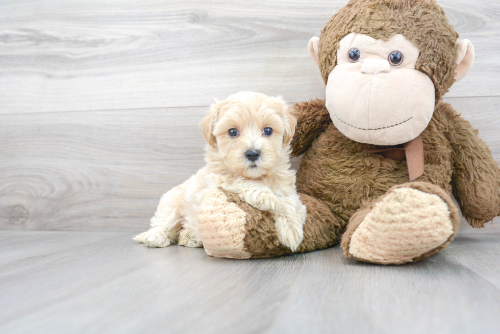 Friendly Maltipoo Baby