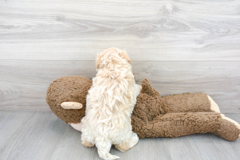 Maltipoo Puppy for Adoption