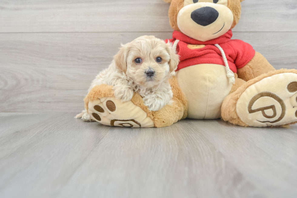 Petite Maltipoo Poodle Mix Pup