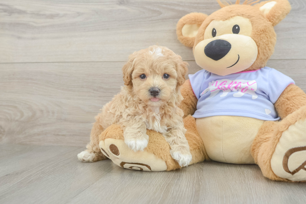 Best Maltipoo Baby