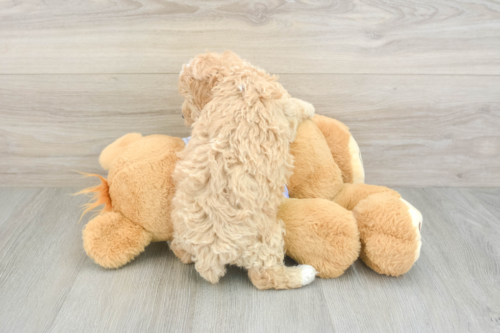 Smart Maltipoo Poodle Mix Pup