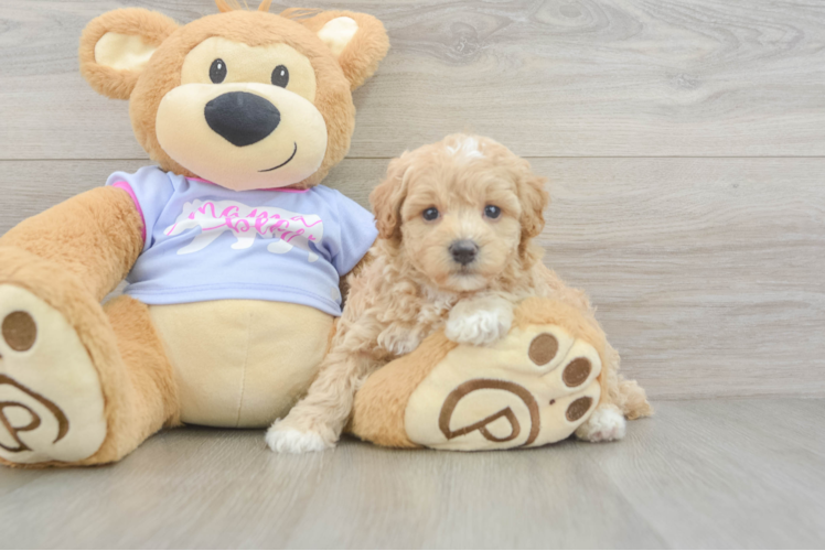 Maltipoo Pup Being Cute