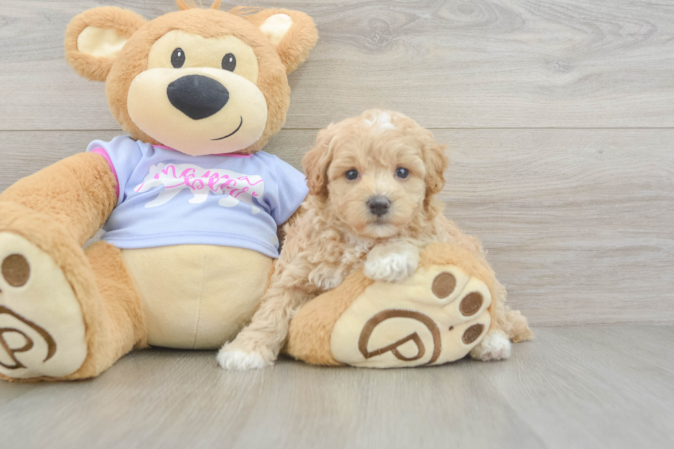 Maltipoo Pup Being Cute