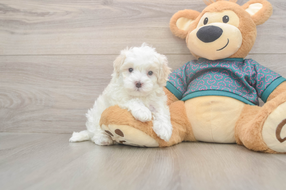 Friendly Maltipoo Baby