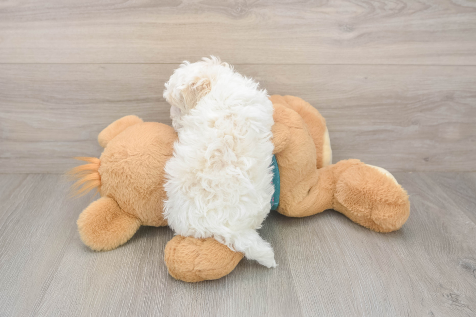 Friendly Maltipoo Baby