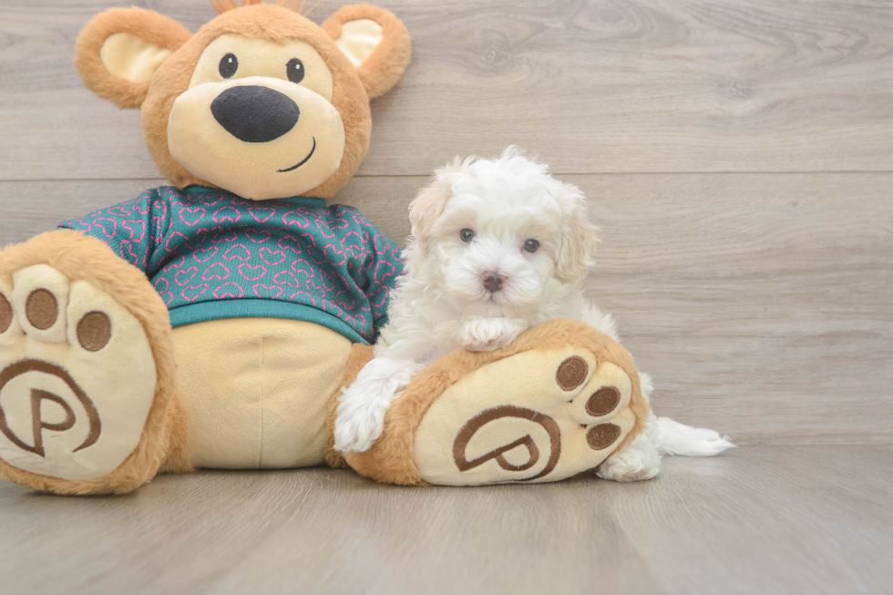 Maltipoo Puppy for Adoption
