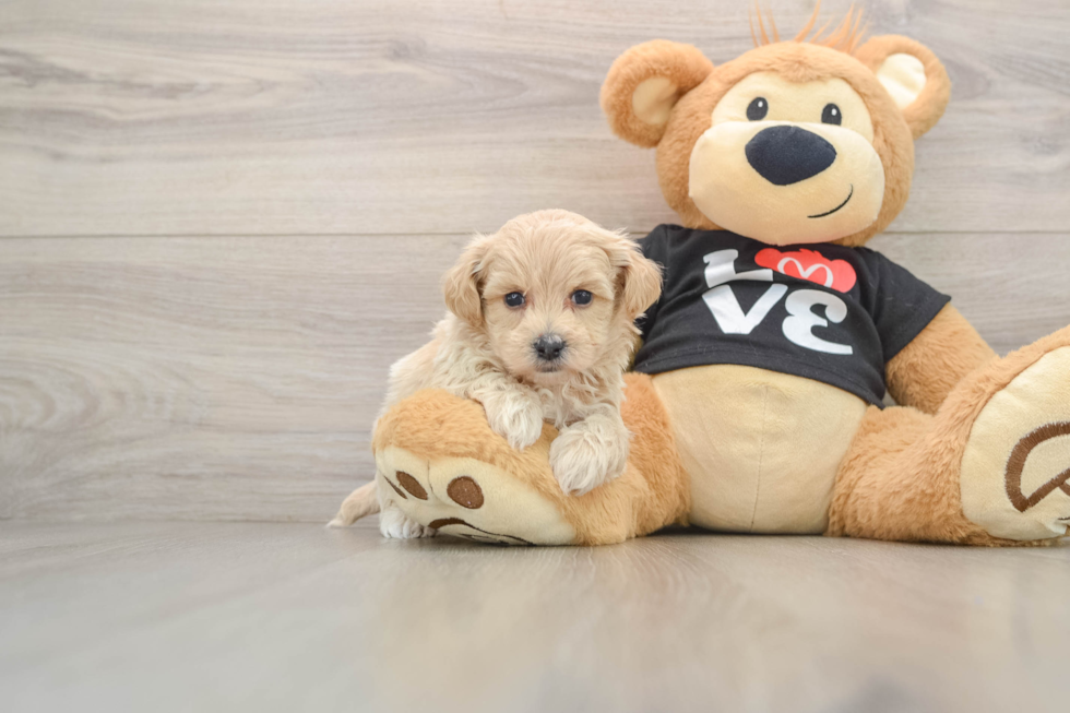 Maltipoo Puppy for Adoption