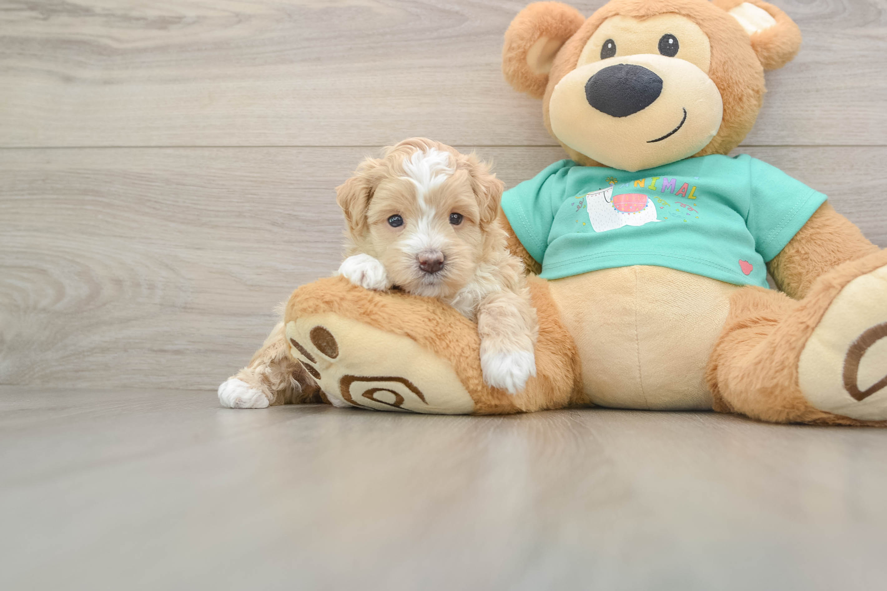 Best Maltipoo Baby