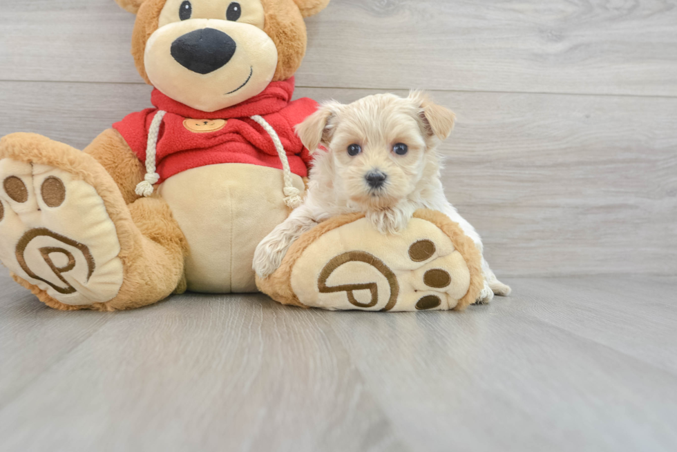 Maltipoo Puppy for Adoption