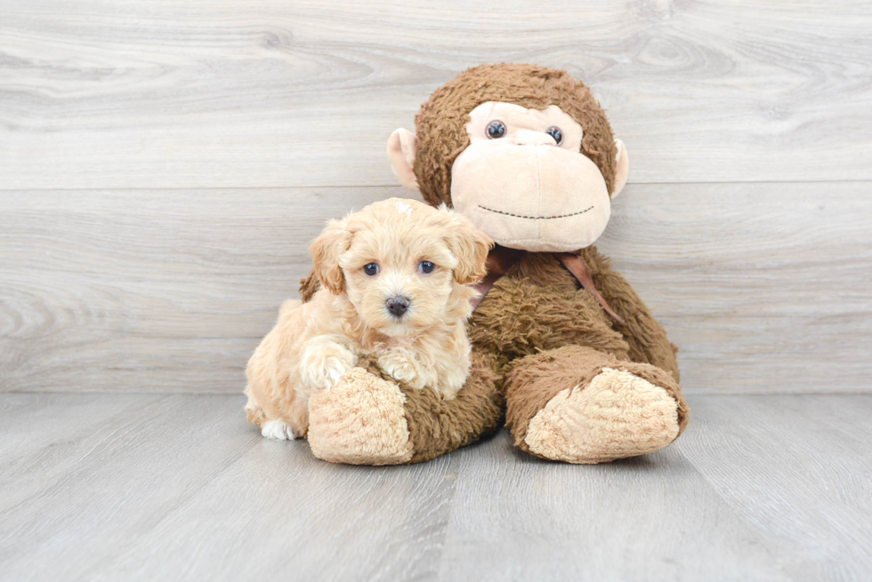 Popular Maltipoo Poodle Mix Pup