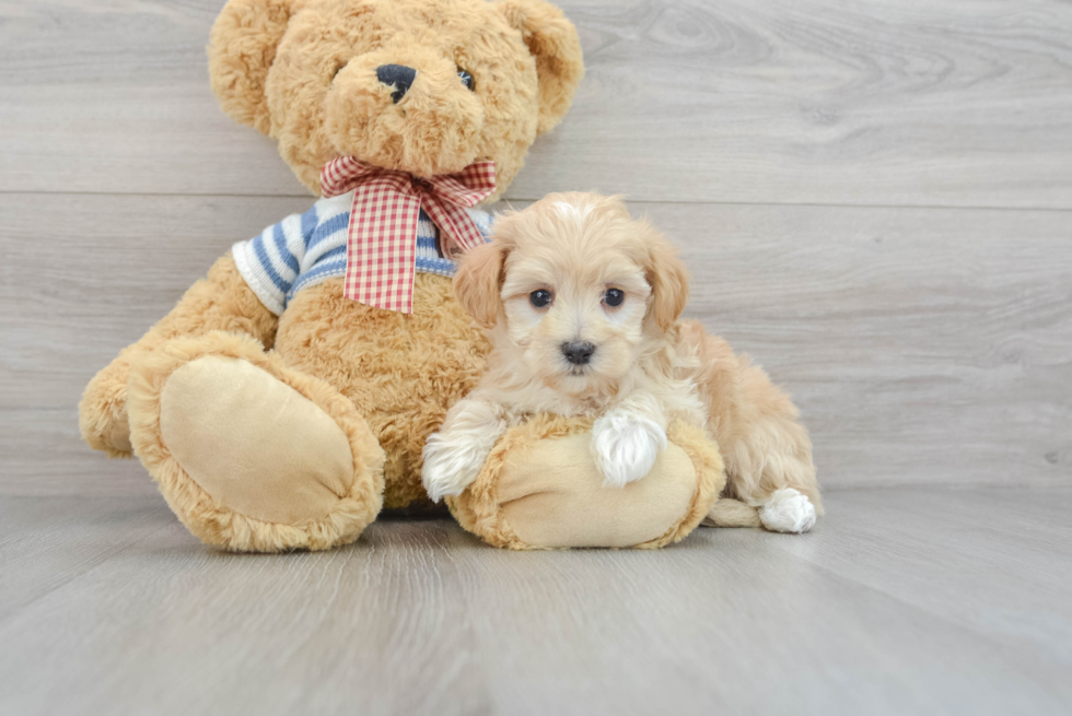 Petite Maltipoo Poodle Mix Pup