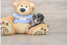 Petite Maltipoo Poodle Mix Pup