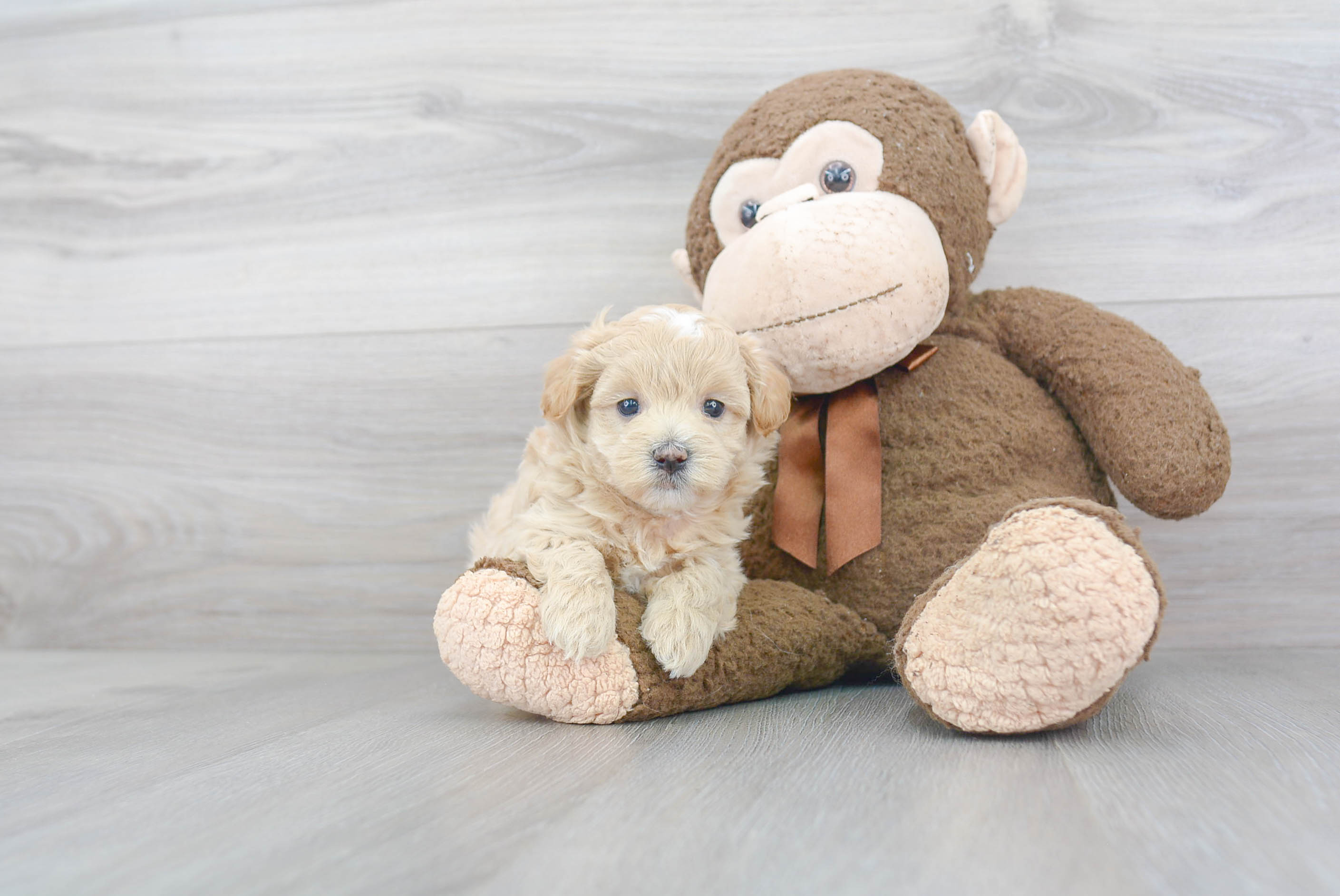Playful Maltepoo Poodle Mix Puppy