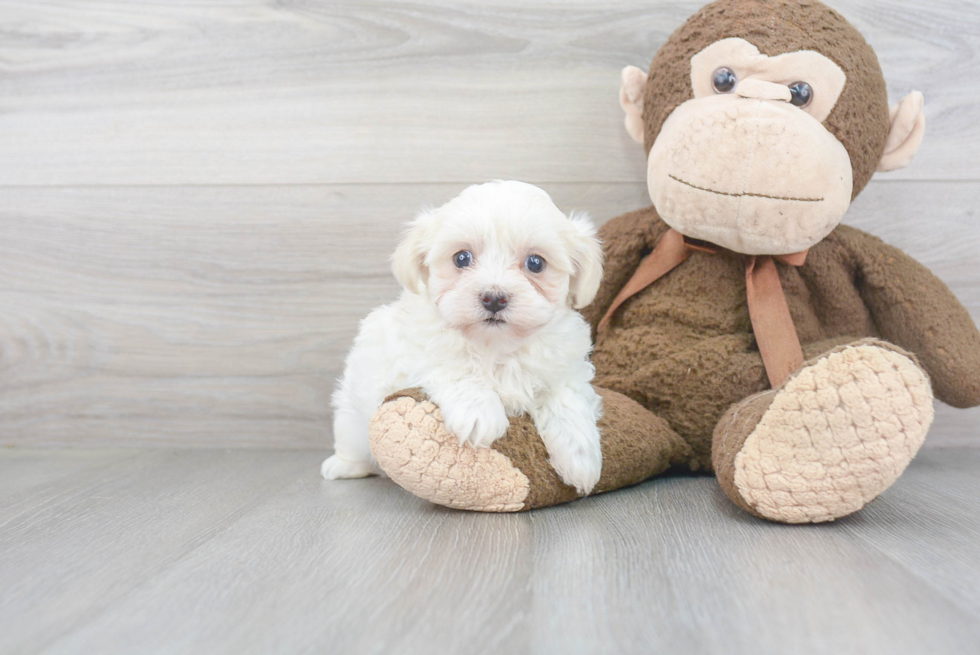 Petite Maltipoo Poodle Mix Pup