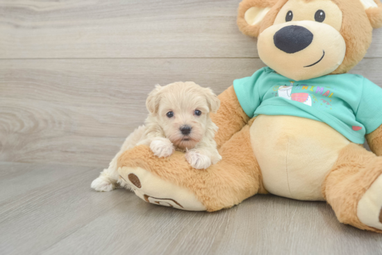 Popular Maltipoo Poodle Mix Pup