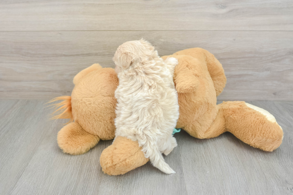 Funny Maltipoo Poodle Mix Pup