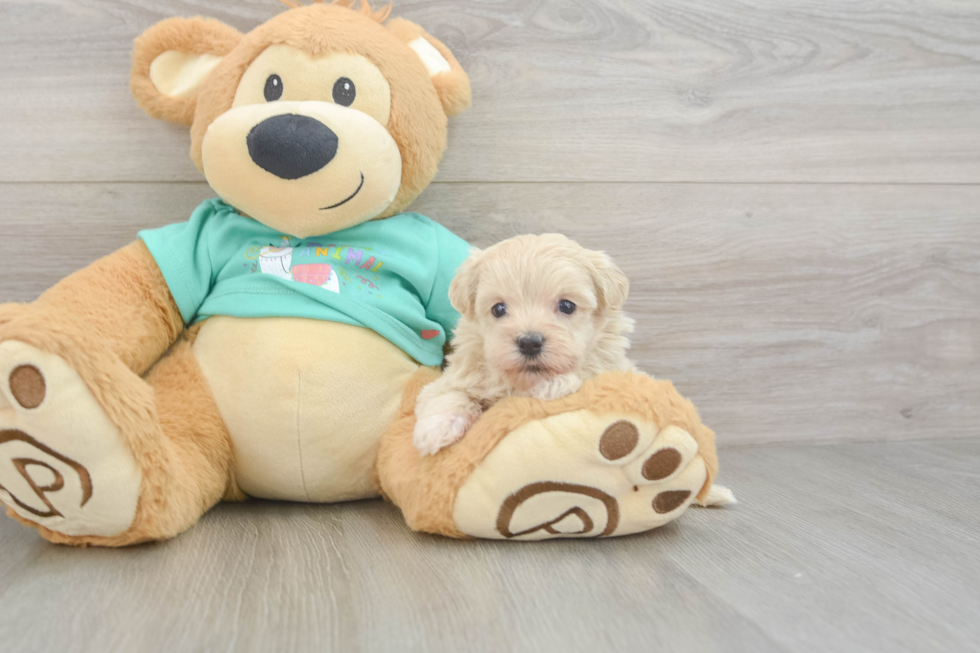 Maltipoo Pup Being Cute
