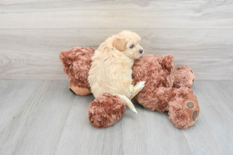 Maltipoo Puppy for Adoption