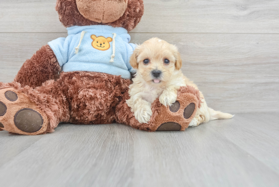 Maltipoo Puppy for Adoption