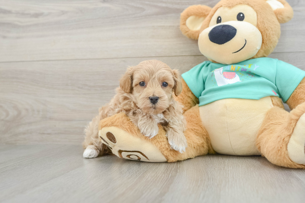 Maltipoo Pup Being Cute