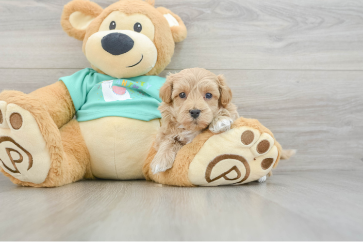 Best Maltipoo Baby
