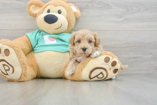 Best Maltipoo Baby