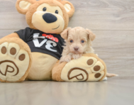8 week old Maltipoo Puppy For Sale - Premier Pups