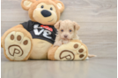 Adorable Malt a Poo Poodle Mix Puppy