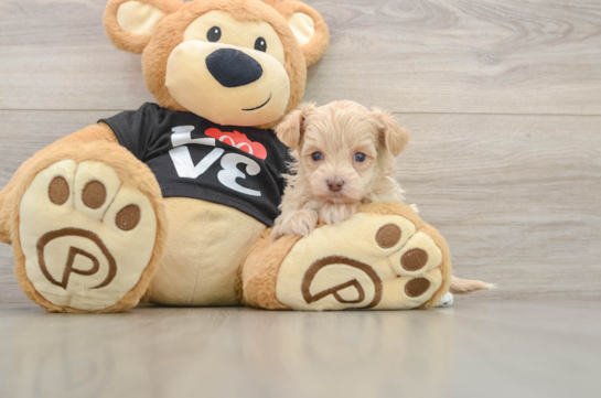 Adorable Malt a Poo Poodle Mix Puppy