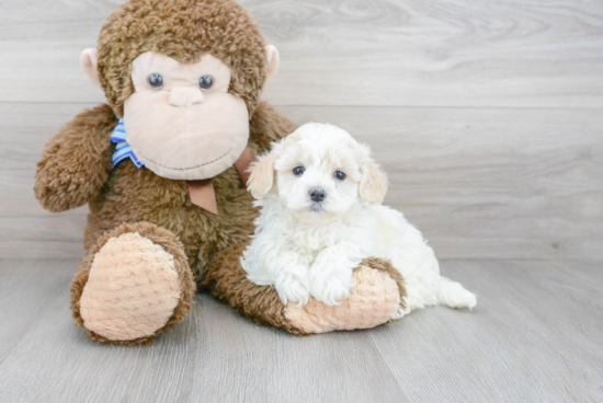 Maltipoo Puppy for Adoption
