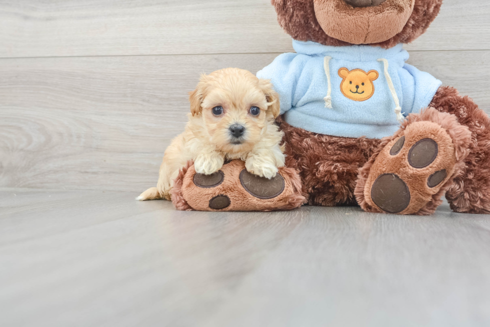 Maltipoo Pup Being Cute