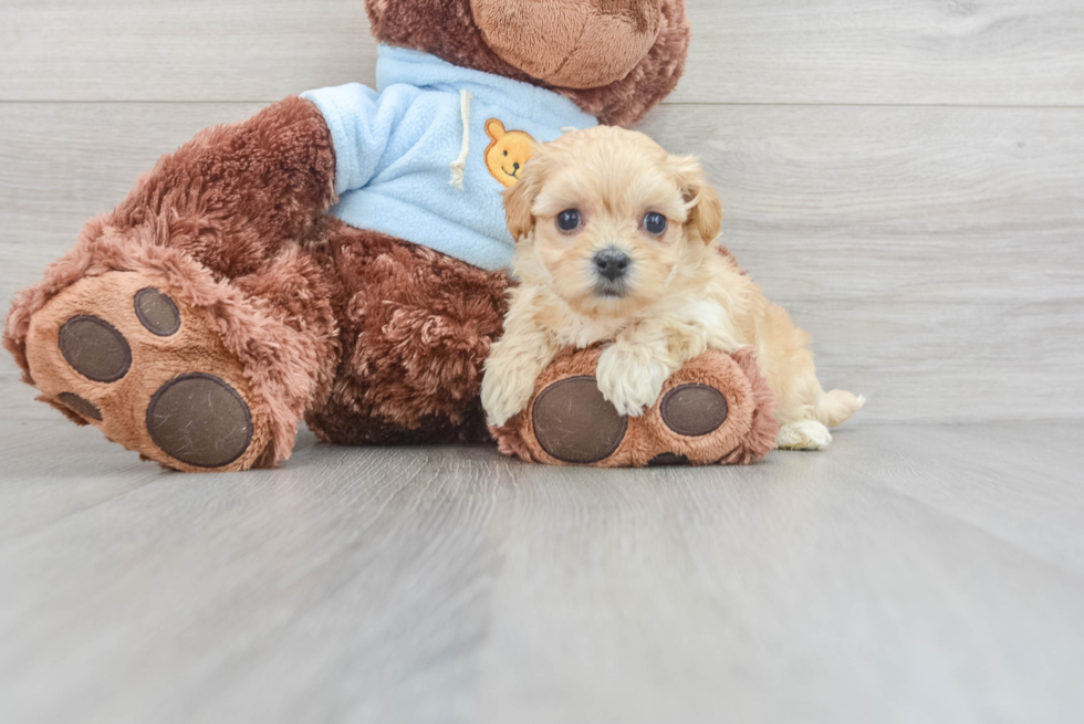 Funny Maltipoo Poodle Mix Pup