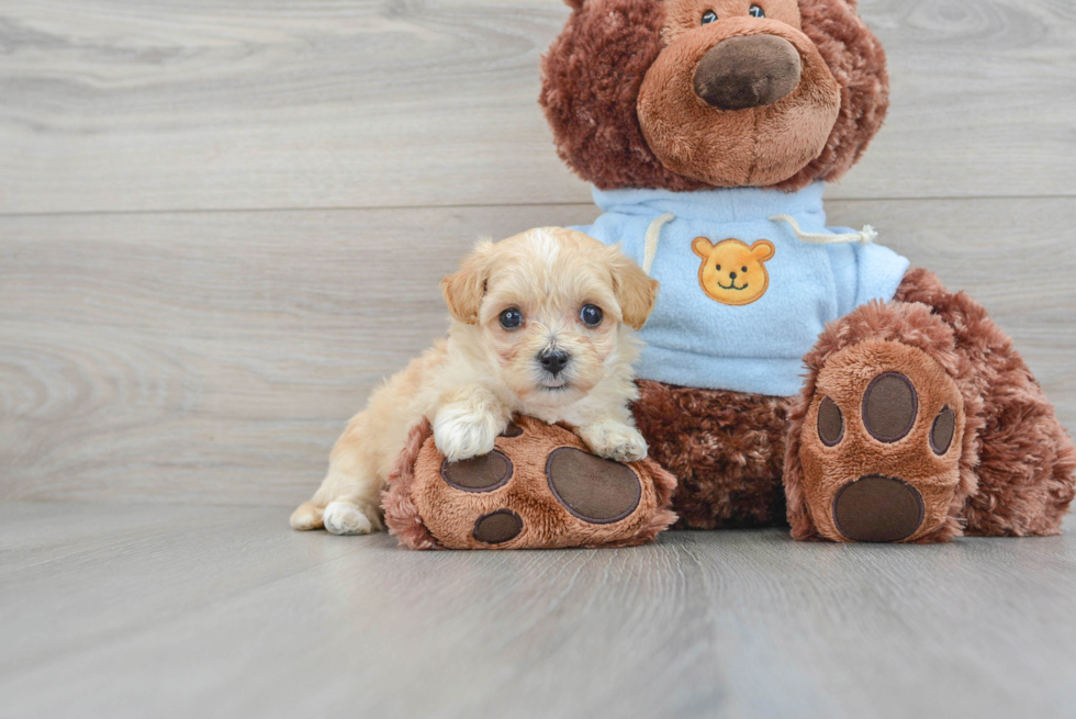 Maltipoo Pup Being Cute