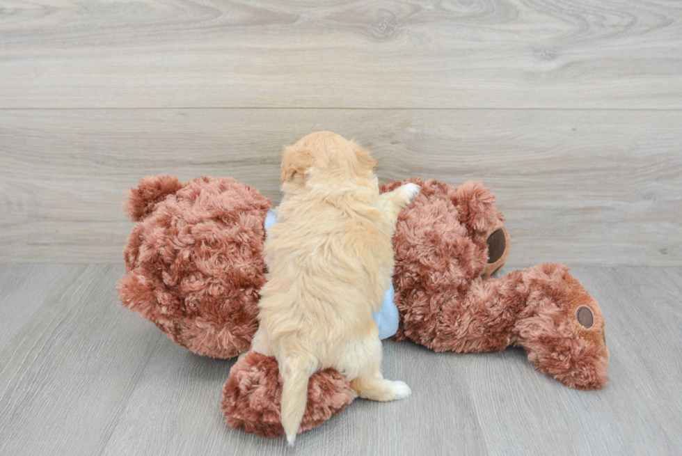 Funny Maltipoo Poodle Mix Pup