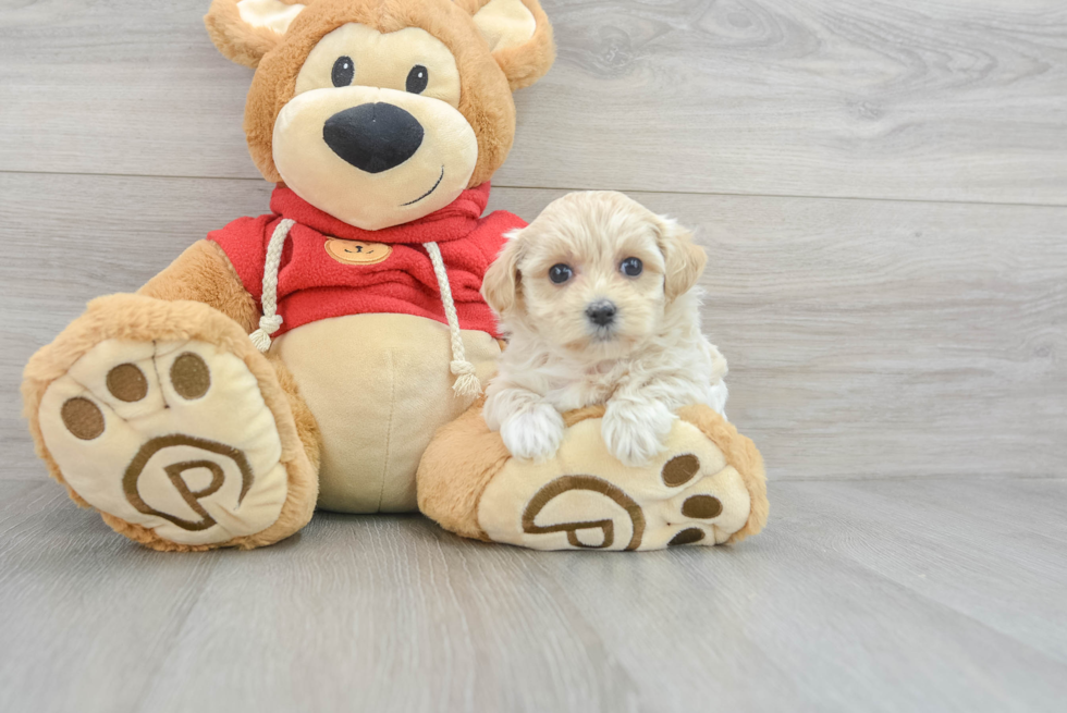 Small Maltipoo Baby