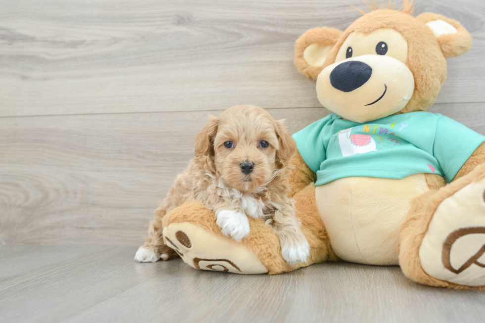 Maltipoo Puppy for Adoption