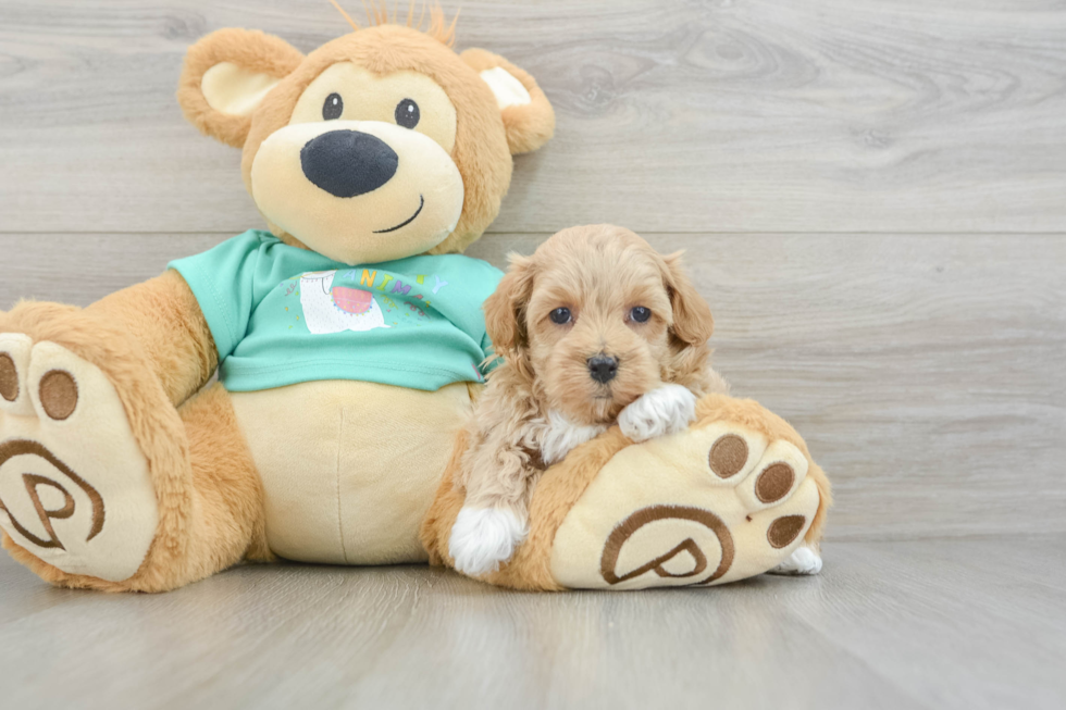 Petite Maltipoo Poodle Mix Pup