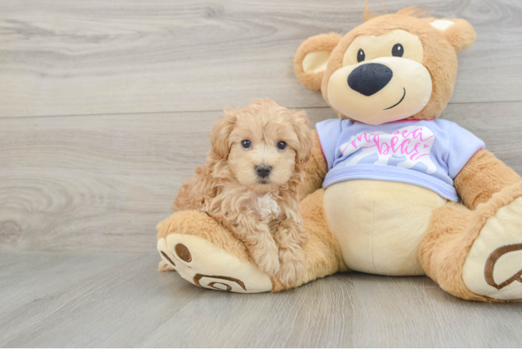 Friendly Maltipoo Baby