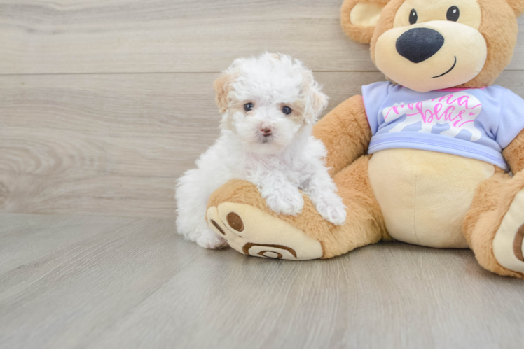 Little Multipoo Poodle Mix Puppy