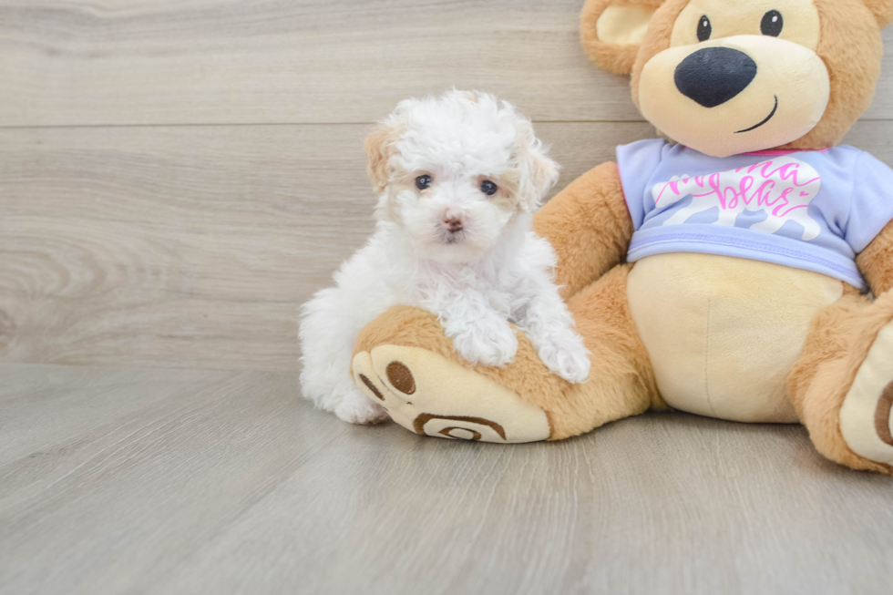 Little Multipoo Poodle Mix Puppy