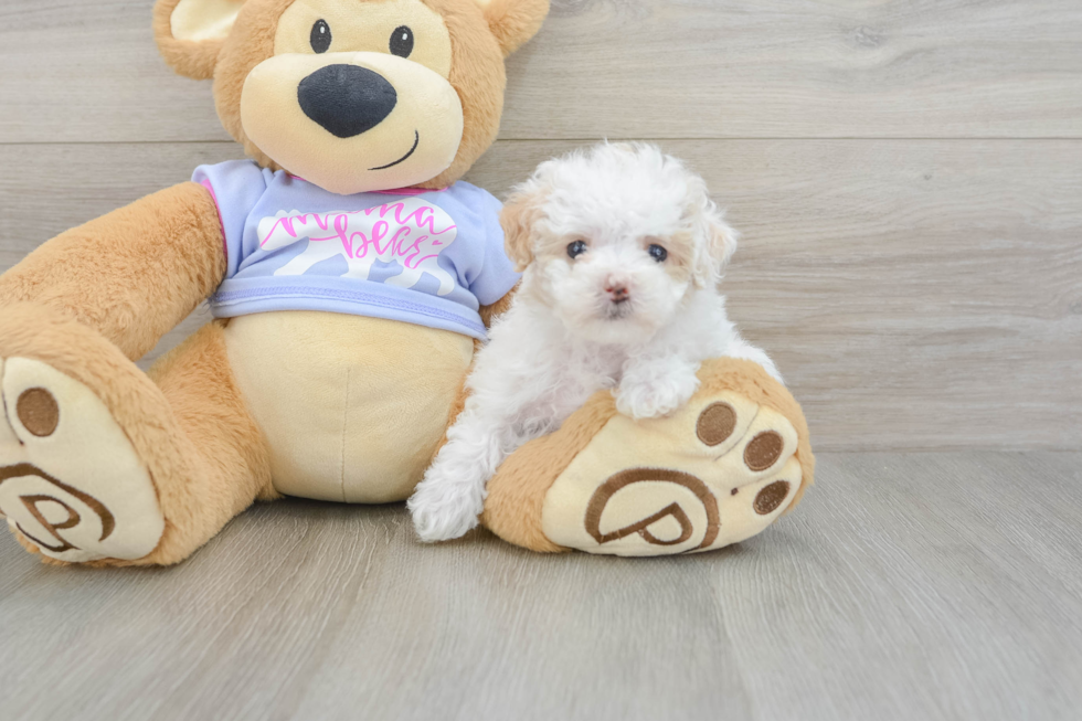 Best Maltipoo Baby