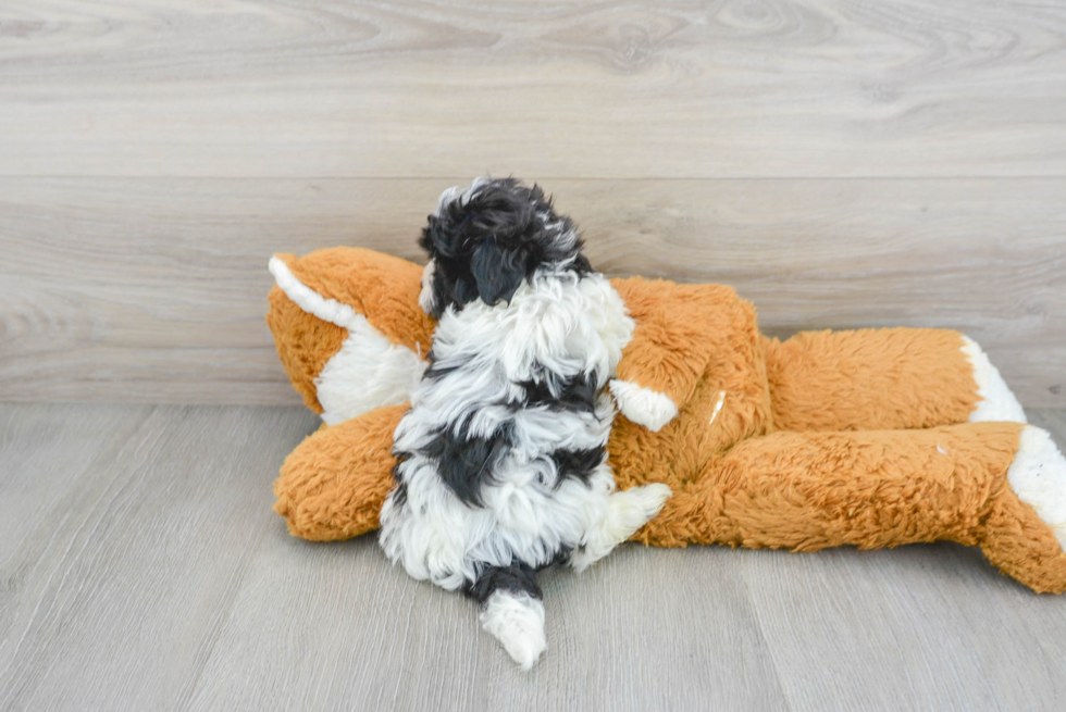 Maltipoo Puppy for Adoption