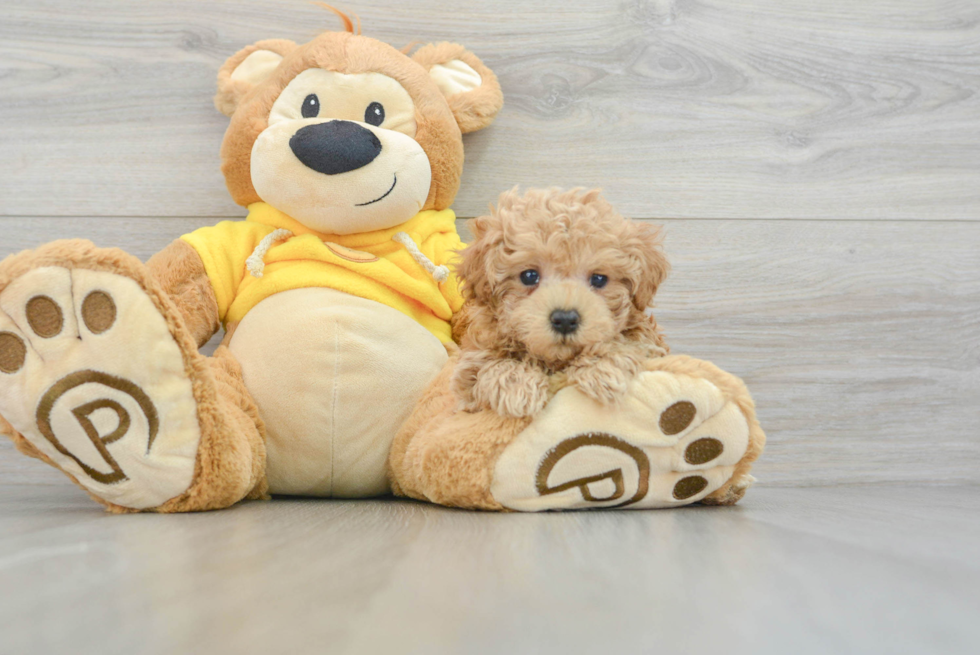 Energetic Maltese Poodle Poodle Mix Puppy