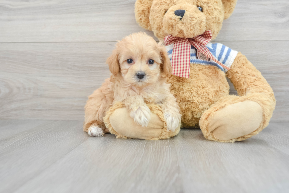 Maltipoo Puppy for Adoption