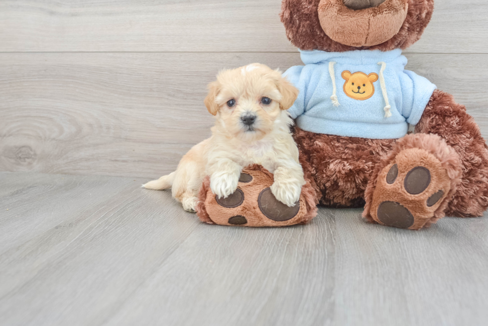 Maltipoo Puppy for Adoption