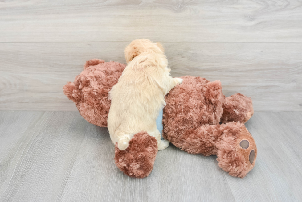 Maltipoo Pup Being Cute