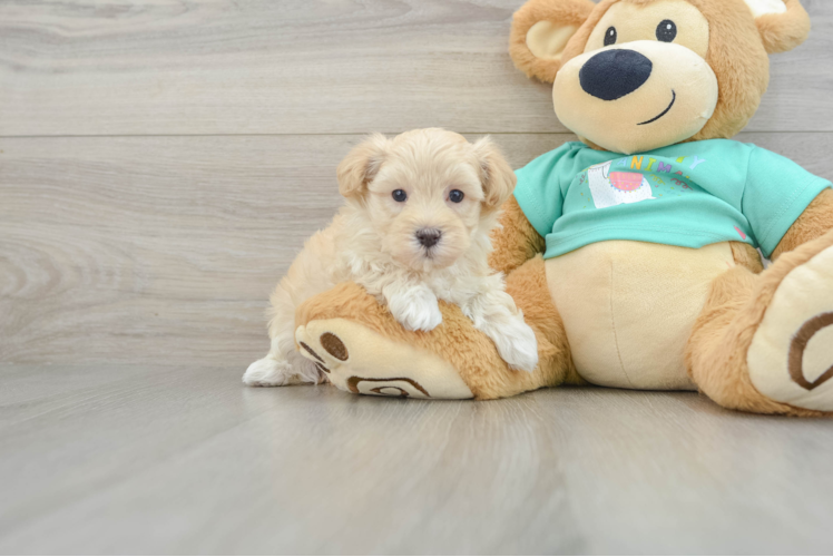 Maltipoo Pup Being Cute