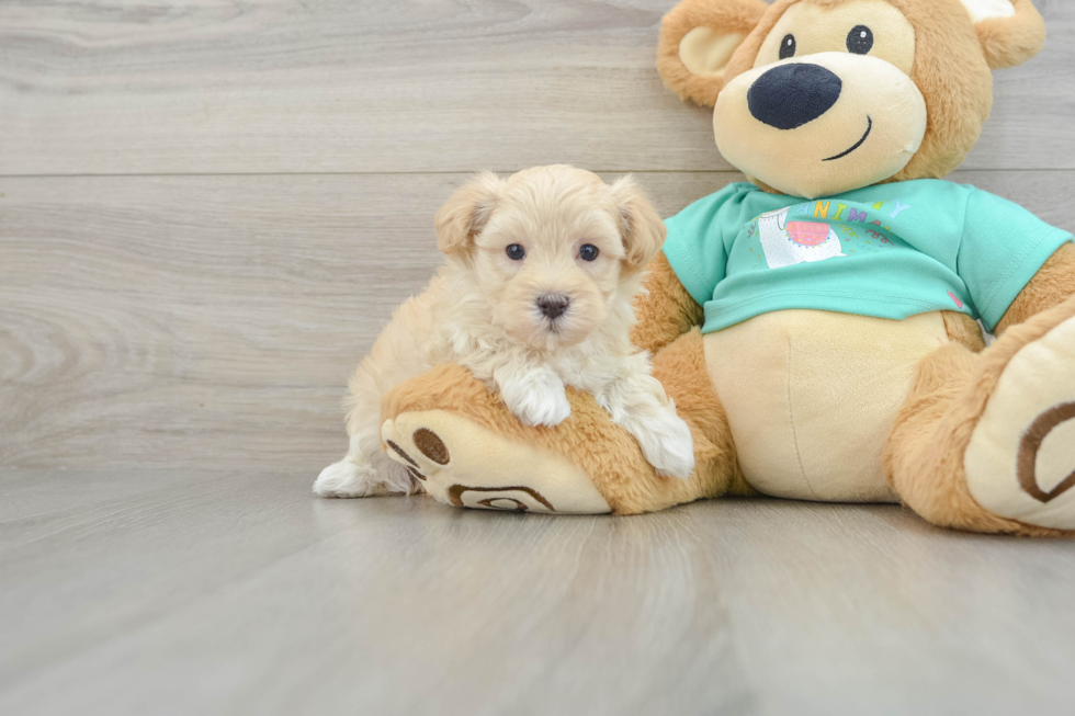 Maltipoo Pup Being Cute