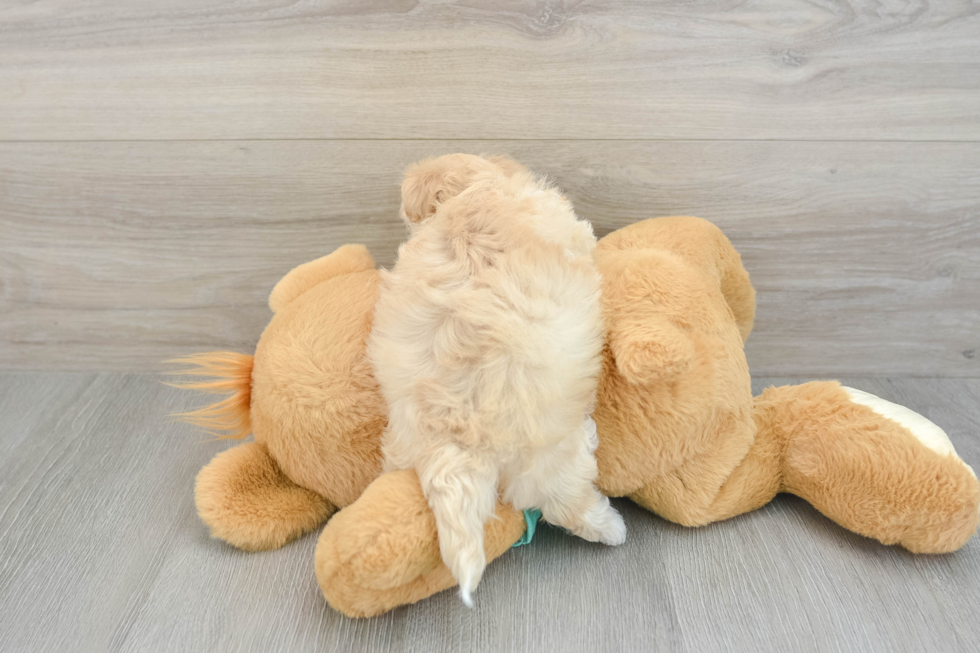 Energetic Malt Oodle Poodle Mix Puppy